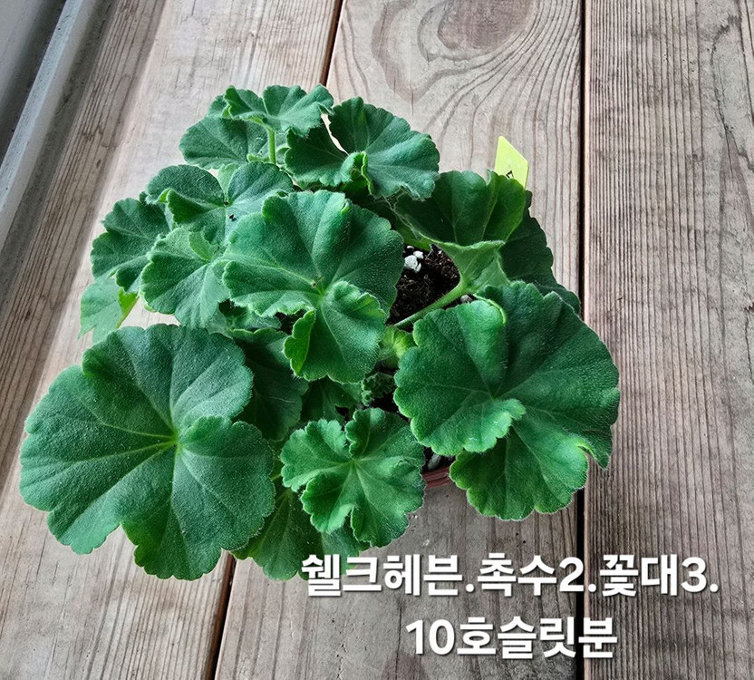 쉘크헤븐제라늄--1