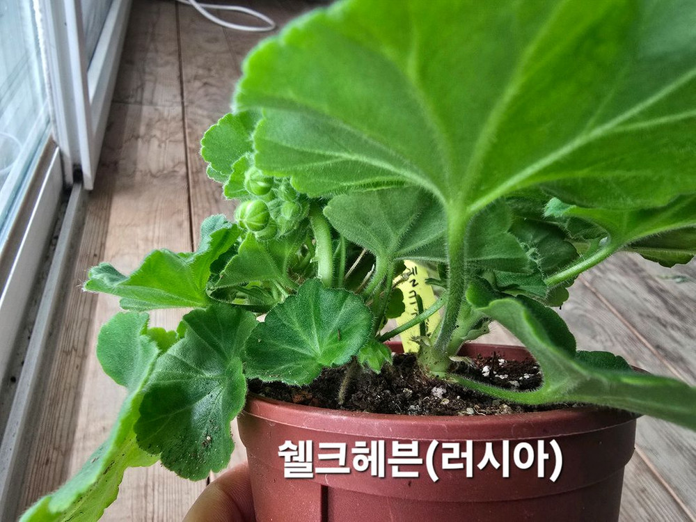 쉘크헤븐제라늄--2