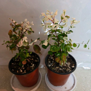 소코라코. 브레이니아 2종 일괄