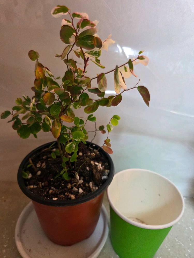 소코라코. 브레이니아 2종 일괄--1