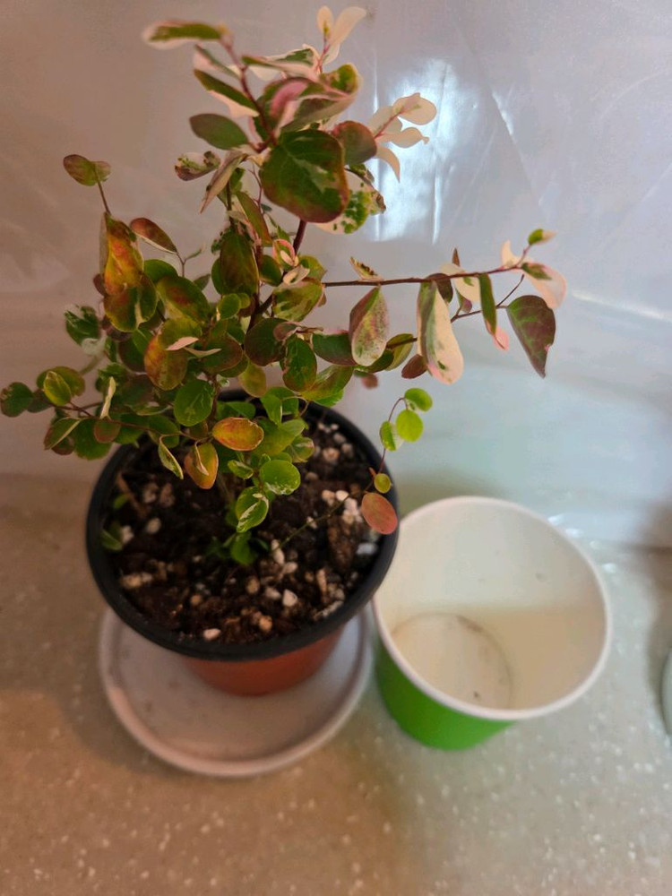 소코라코. 브레이니아 2종 일괄--2