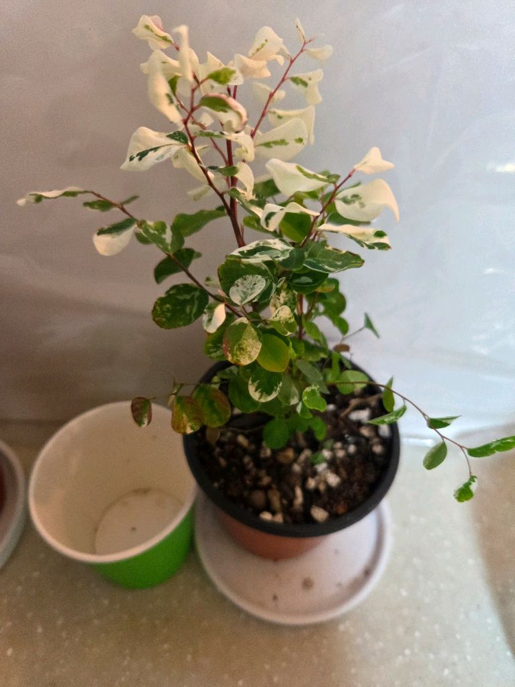 소코라코. 브레이니아 2종 일괄--4