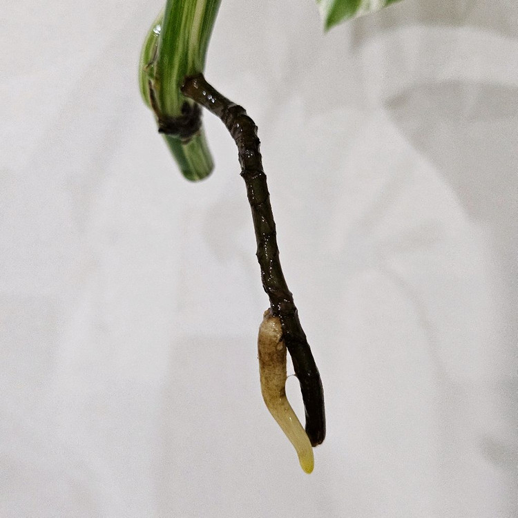 몬스테라 알보 보르시지아나--1