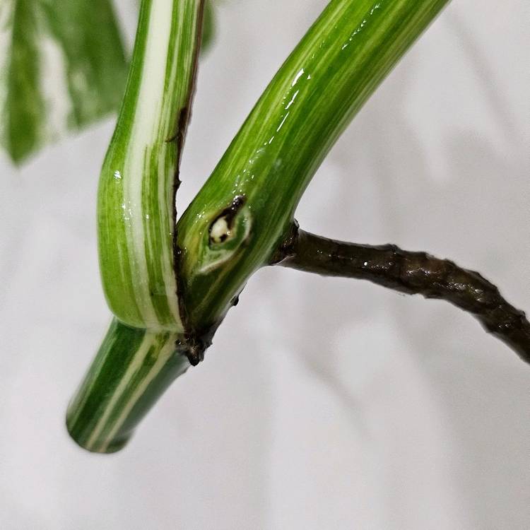 몬스테라 알보 보르시지아나--2