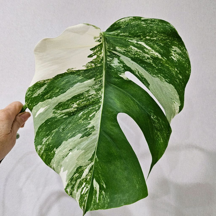 몬스테라 알보 보르시지아나--3