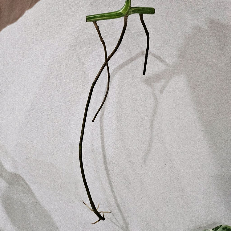 몬스테라 알보 보르시지아나--4