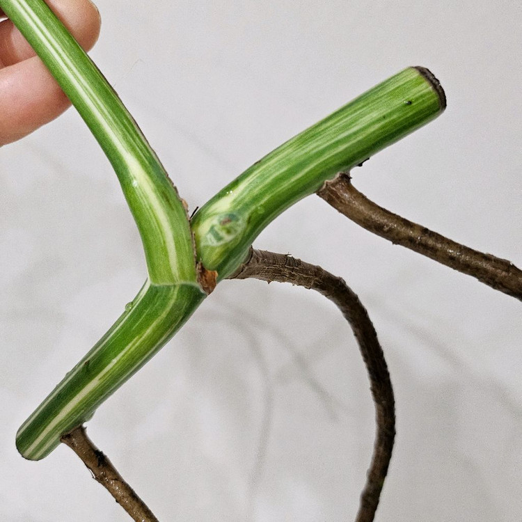 몬스테라 알보 보르시지아나--5