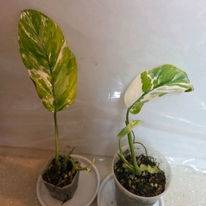 몬스테라 레클레리아나 바리에가타 2종 판매