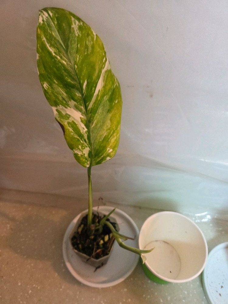 몬스테라 레클레리아나 바리에가타 2종 판매--1