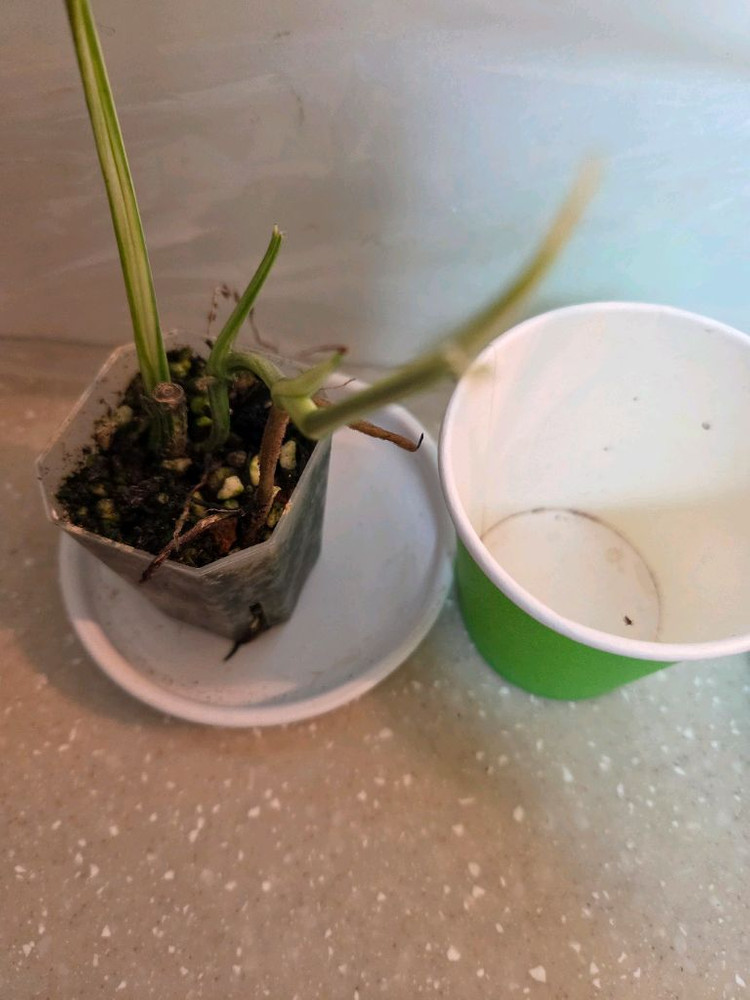 몬스테라 레클레리아나 바리에가타 2종 판매--2