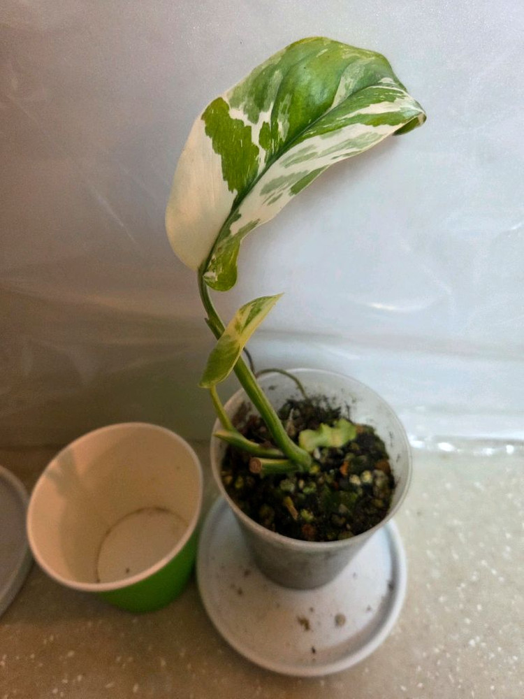 몬스테라 레클레리아나 바리에가타 2종 판매--3