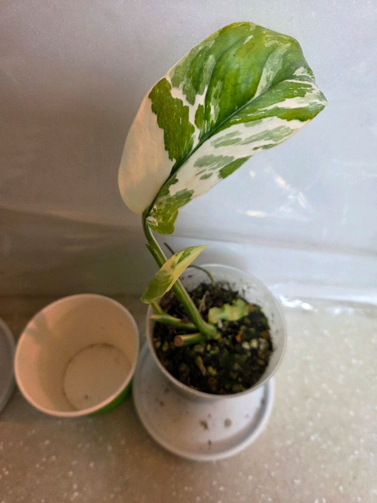 몬스테라 레클레리아나 바리에가타 2종 판매--4