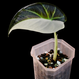 알로카시아 레갈쉴즈 알보 바리에가타<안스 호야x>