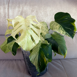 몬스테라 델리시오사 민트 바리에가타