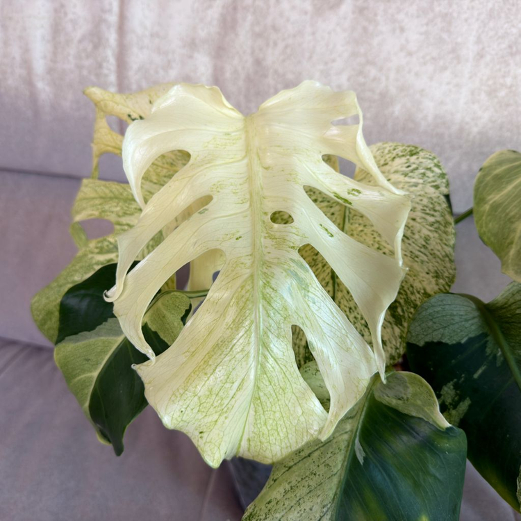 몬스테라 델리시오사 민트 바리에가타--1