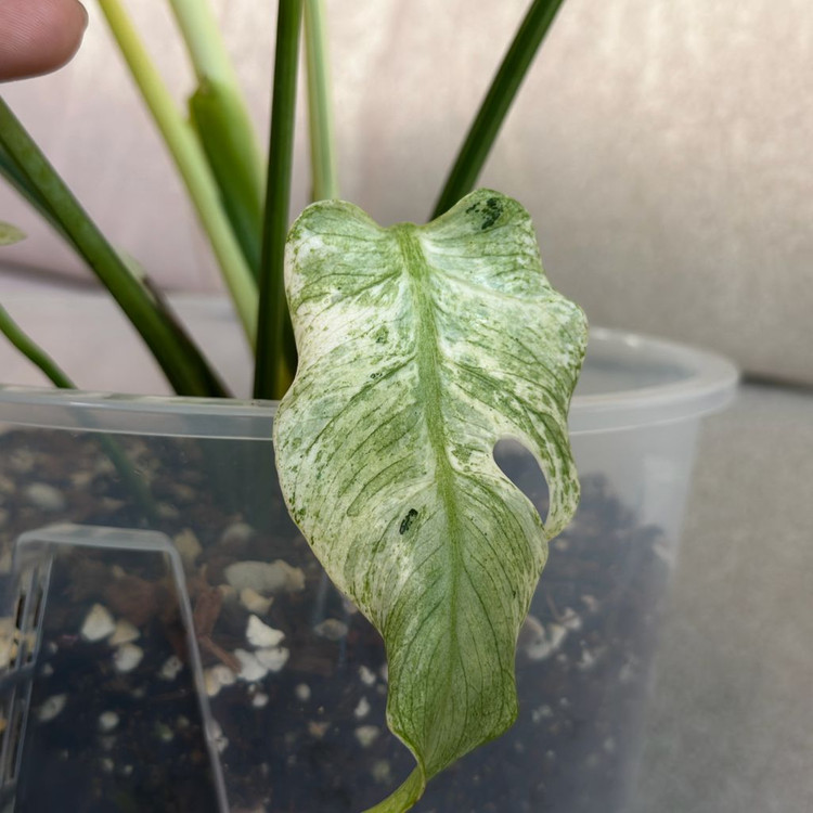 몬스테라 델리시오사 민트 바리에가타--2