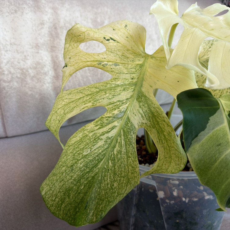 몬스테라 델리시오사 민트 바리에가타--4