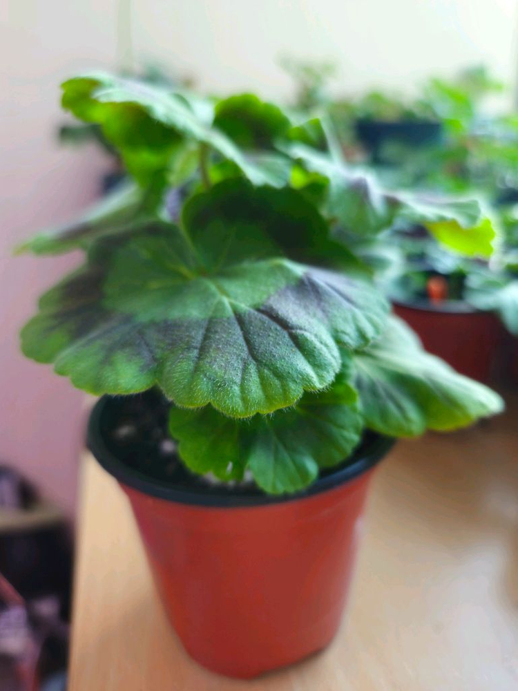 솔베이그 러시아제라늄--1