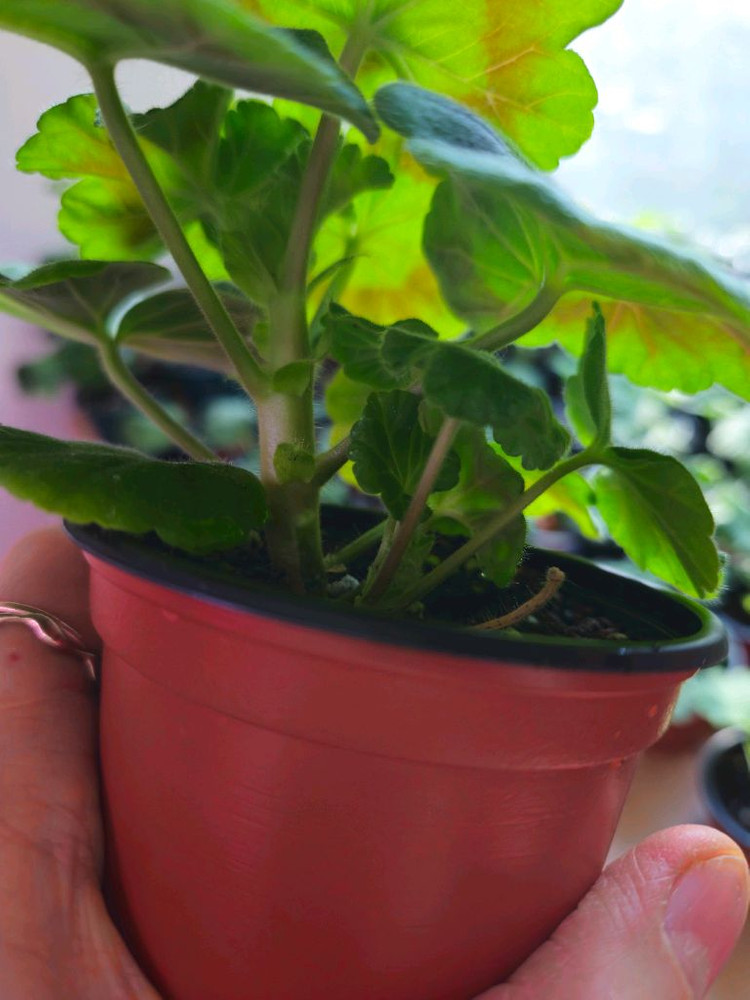 솔베이그 러시아제라늄--2