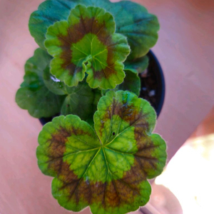 솔베이그 러시아제라늄