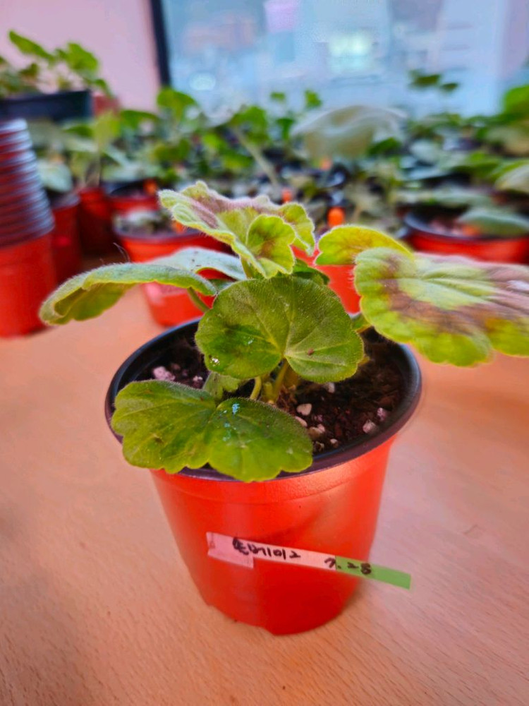 솔베이그 러시아제라늄--1