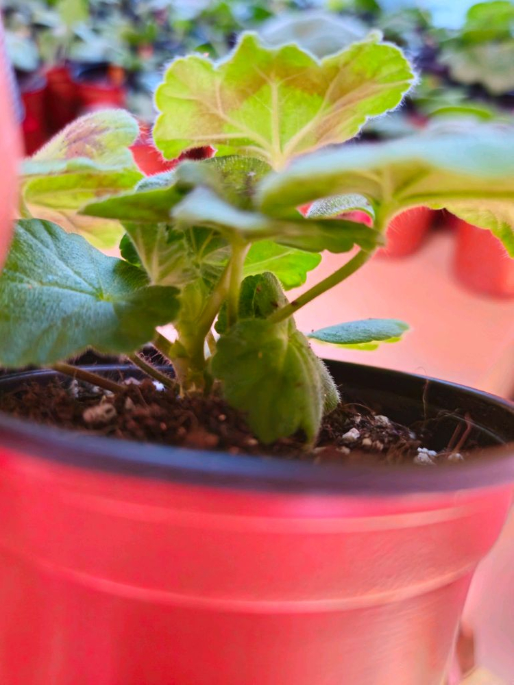 솔베이그 러시아제라늄--2