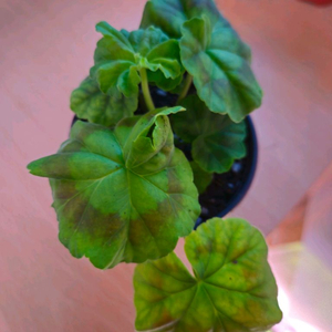 엔젤릴리 제라늄