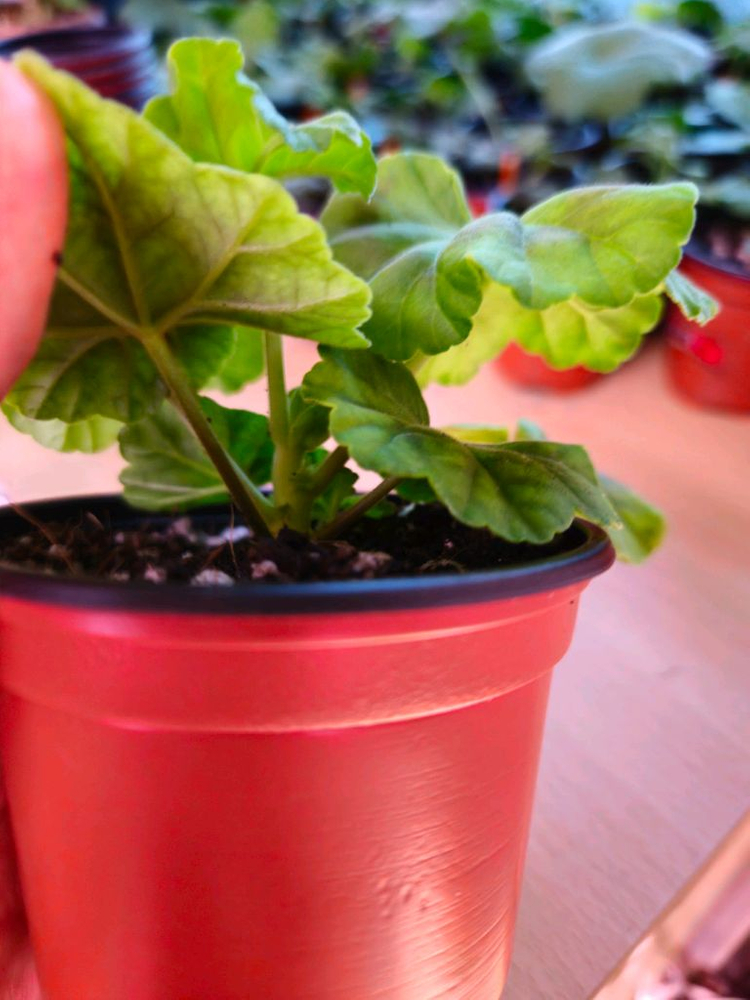 엔젤릴리 제라늄--2