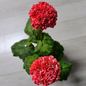 율리아나아리랑 제라늄