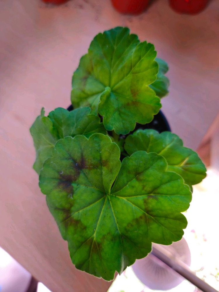 율리아나아리랑 제라늄--1