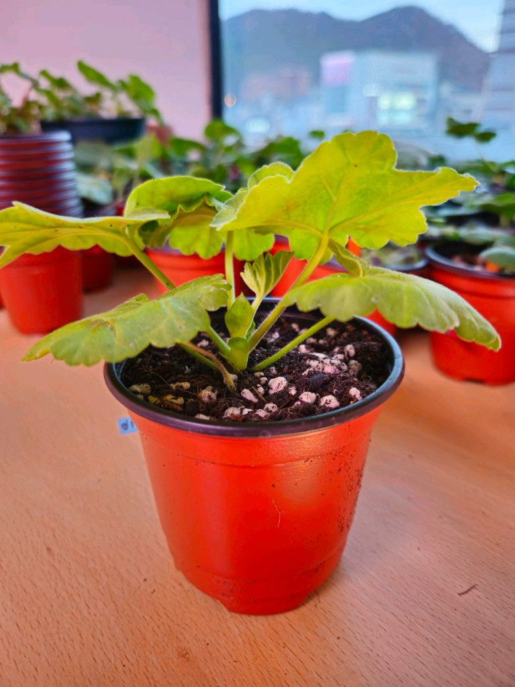 율리아나아리랑 제라늄--2