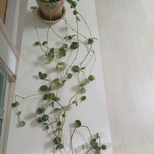 페페로미아호프 분양