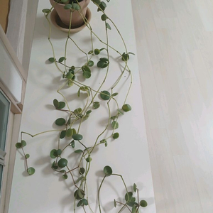 페페로미아호프 분양