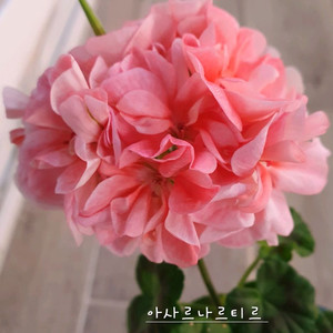 제라늄 2종 개별판매 아사르나르티르 꽃대있음 ,미즈아로타라