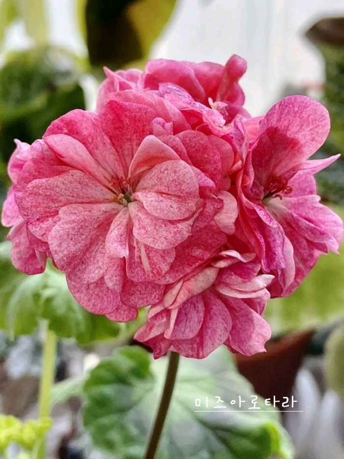 제라늄 2종 개별판매 아사르나르티르 꽃대있음 ,미즈아로타라--1