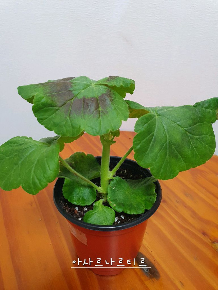 제라늄 2종 개별판매 아사르나르티르 꽃대있음 ,미즈아로타라--3