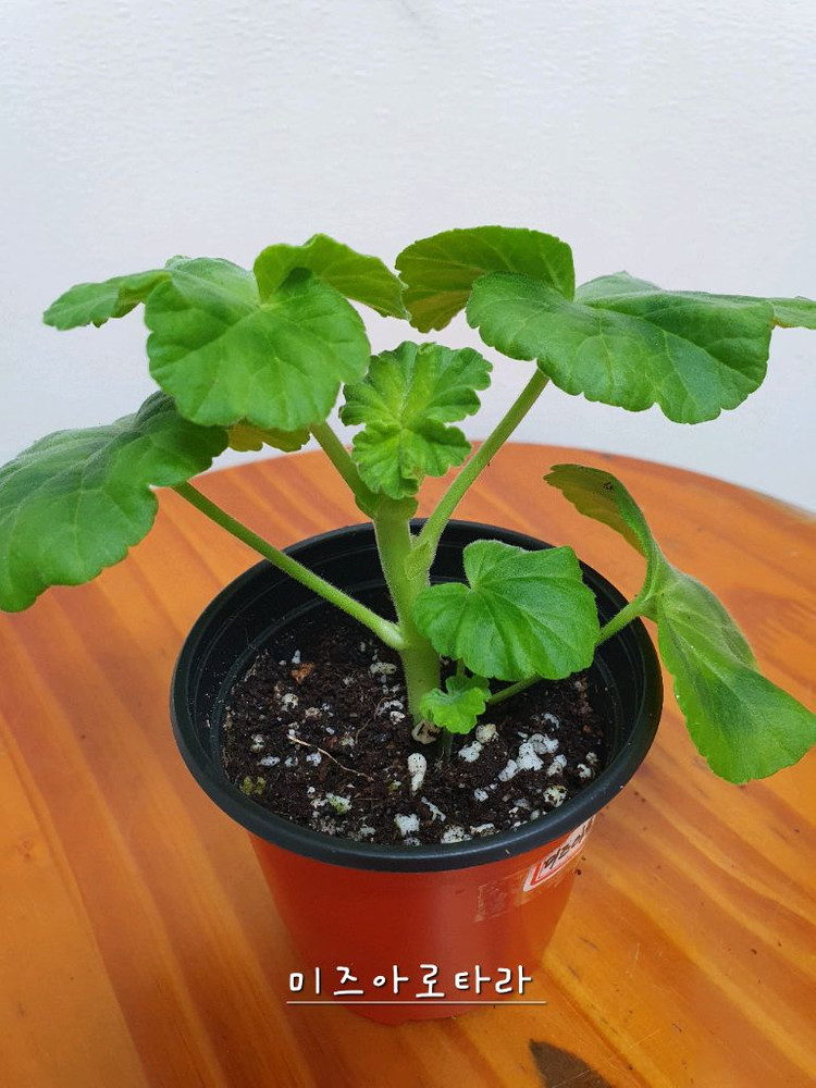 제라늄 2종 개별판매 아사르나르티르 꽃대있음 ,미즈아로타라--4