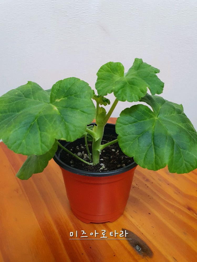 제라늄 2종 개별판매 아사르나르티르 꽃대있음 ,미즈아로타라--5