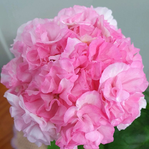 제라늄 2종 개별판매 빌스잼 ,엘알블라섬 꽃대있음