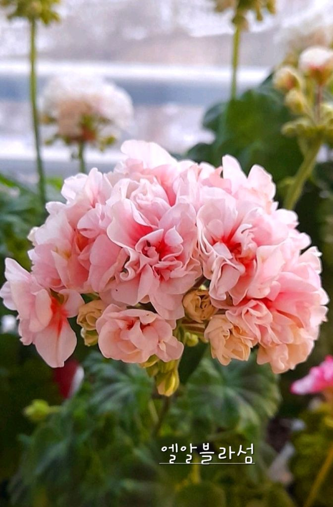 제라늄 2종 개별판매 빌스잼 ,엘알블라섬 꽃대있음--1