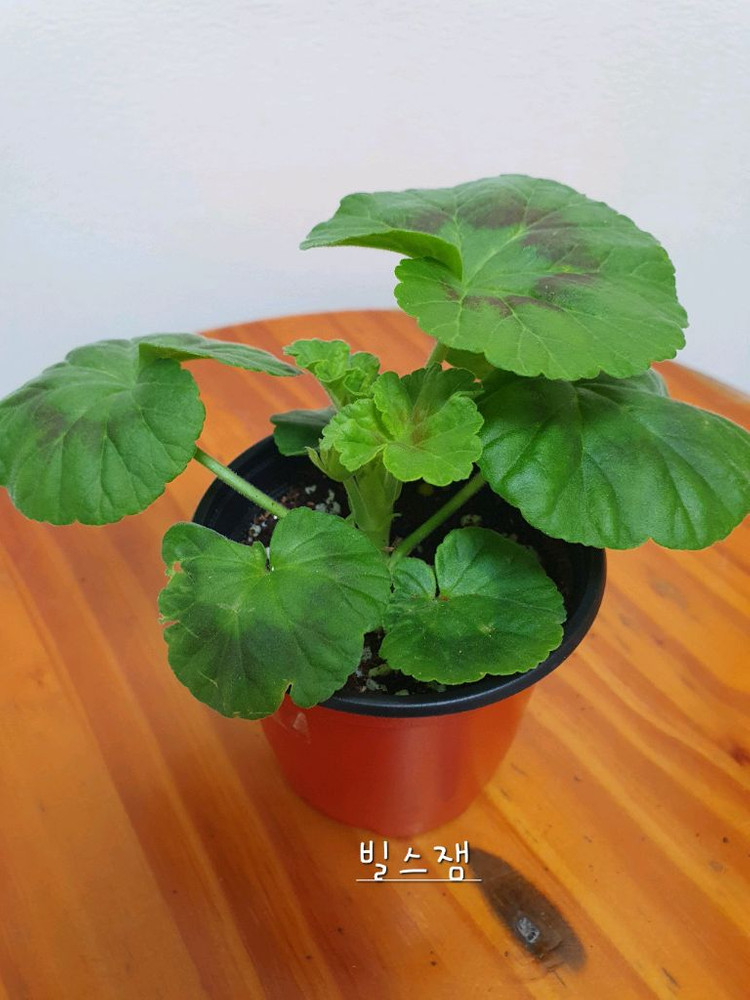 제라늄 2종 개별판매 빌스잼 ,엘알블라섬 꽃대있음--2