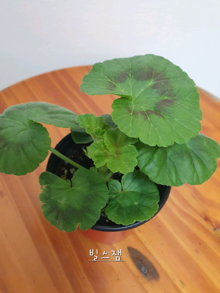 제라늄 2종 개별판매 빌스잼 ,엘알블라섬 꽃대있음--3