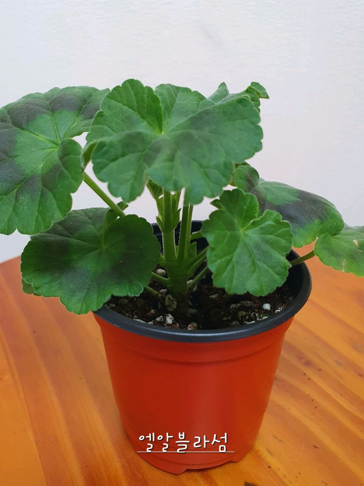 제라늄 2종 개별판매 빌스잼 ,엘알블라섬 꽃대있음--4