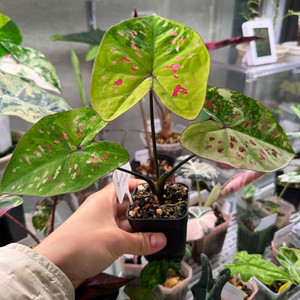 칼라디움 억만장자