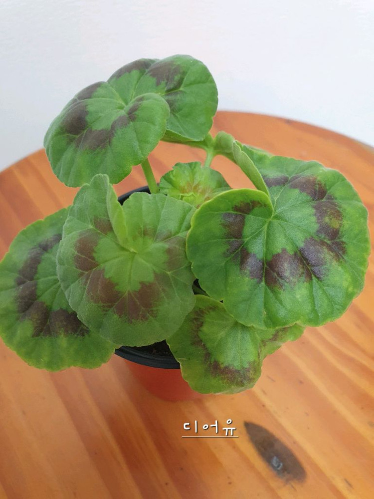 제라늄 디어유--1