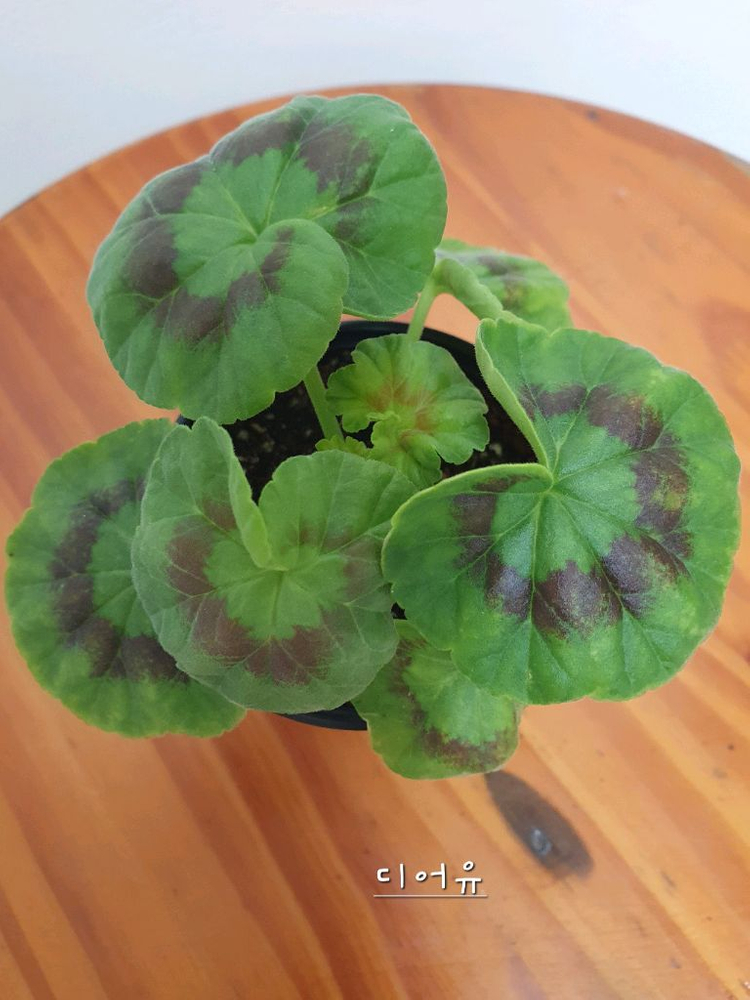 제라늄 디어유--2