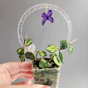 호야 커티시 이너 바리에가타