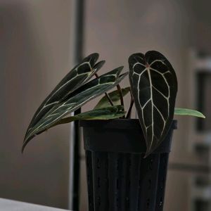 안스리움 자라미쉘 x 칼라블랙키