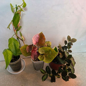 핑크쥬얼리싱고.옥시바리.펠리오니아리펜스 3종 일괄 3종일괄 일괄