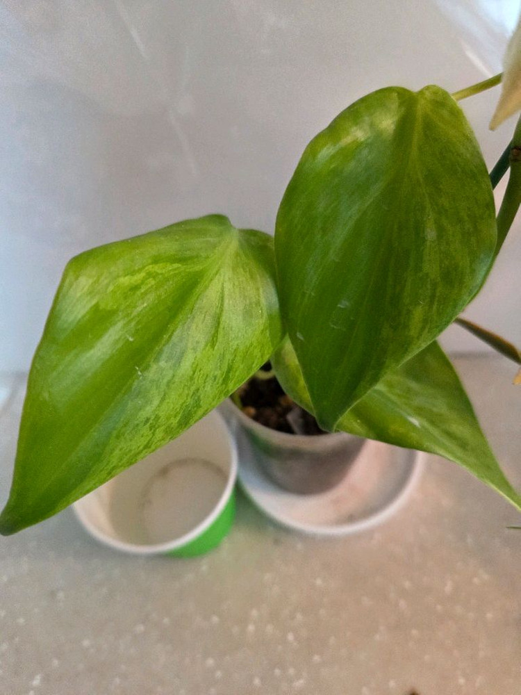 핑크쥬얼리싱고.옥시바리.펠리오니아리펜스 3종 일괄 3종일괄 일괄--2